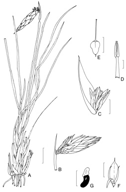 APII jpeg image of Johnsonia acaulis,<br/>Johnsonia teretifolia,<br/>Johnsonia lupulina  © contact APII