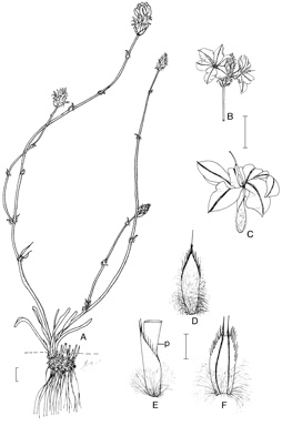 APII jpeg image of Arnocrinum preissii  © contact APII