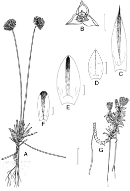 APII jpeg image of Laxmannia omnifertilis,<br/>Laxmannia grandiflora,<br/>Laxmannia brachyphylla,<br/>Laxmannia grandiflora subsp. stirlingensis,<br/>Laxmannia paleacea,<br/>Laxmannia squarrosa  © contact APII