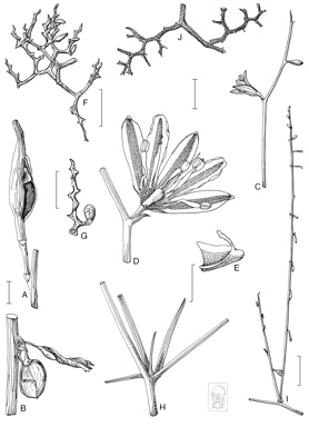 APII jpeg image of Corynotheca asperata,<br/>Corynotheca micrantha var. gracilis,<br/>Corynotheca flexuosissima,<br/>Corynotheca licrota,<br/>Corynotheca pungens,<br/>Corynotheca lateriflora  © contact APII