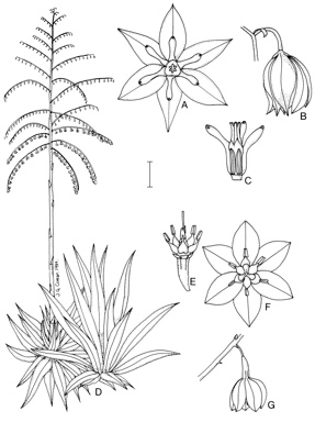 APII jpeg image of Furcraea foetida,<br/>Yucca aloifolia  © contact APII