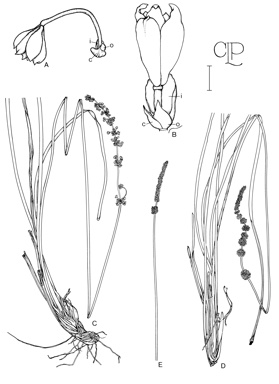 APII jpeg image of Lomandra patens,<br/>Lomandra multiflora subsp. multiflora,<br/>Lomandra purpurea,<br/>Lomandra preissii  © contact APII