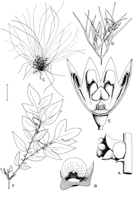 APII jpeg image of Tacca leontopetaloides,<br/>Hanguana malayana,<br/>Tacca maculata  © contact APII