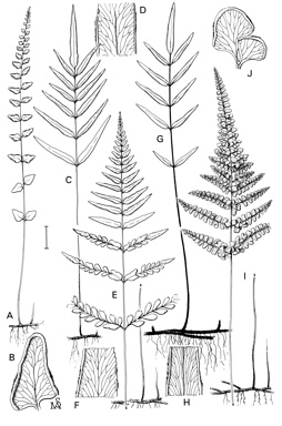 APII jpeg image of Lindsaea walkerae,<br/>Lindsaea ensifolia subsp. agatii,<br/>Lindsaea fraseri,<br/>Lindsaea ensifolia subsp. ensifolia,<br/>Lindsaea media  © contact APII