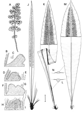 APII jpeg image of Asplenium nidus,<br/>Asplenium simplicifrons,<br/>Pleurosorus subglandulosus,<br/>Pleurosorus rutifolius,<br/>Asplenium harmanii  © contact APII