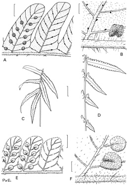 APII jpeg image of Christella dentata,<br/>Christella parasitica  © contact APII