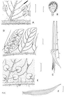APII jpeg image of Sphaerostephanos heterocarpus,<br/>Sphaerostephanos unitus var. unitus  © contact APII