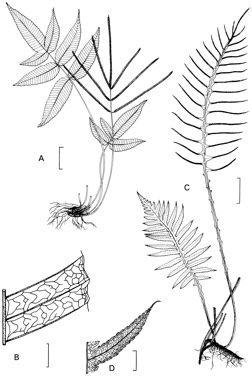 APII jpeg image of Pteridoblechnum neglectum,<br/>Pteridoblechnum acuminatum  © contact APII