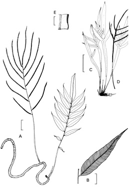 APII jpeg image of Blechnum patersonii subsp. queenslandicum,<br/>Stenochlaena palustris  © contact APII