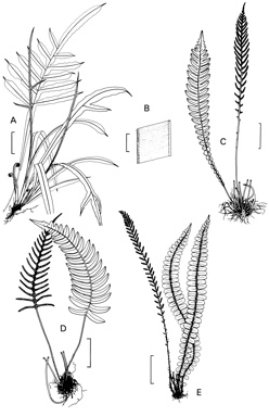 APII jpeg image of Blechnum fluviatile,<br/>Blechnum patersonii subsp. patersonii,<br/>Blechnum chambersii  © contact APII