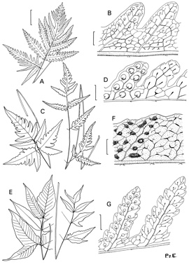 APII jpeg image of Tectaria siifolia,<br/>Tectaria devexa var. devexa,<br/>Tectaria confluens,<br/>Tectaria brachiata  © contact APII