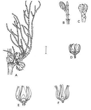 APII jpeg image of Actinostrobus arenarius,<br/>Actinostrobus acuminatus,<br/>Actinostrobus pyramidalis  © contact APII
