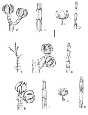 APII jpeg image of Callitris drummondii,<br/>Callitris canescens,<br/>Callitris baileyi,<br/>Callitris columellaris,<br/>Callitris roei  © contact APII
