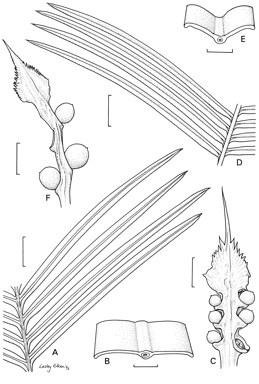 APII jpeg image of Cycas maconochiei subsp. viridis,<br/>Cycas media subsp. ensata  © contact APII