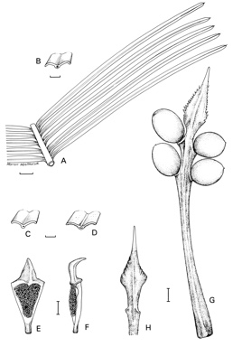 APII jpeg image of Cycas arnhemica subsp. muninga  © contact APII
