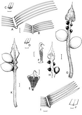 APII jpeg image of Cycas conferta,<br/>Cycas calcicola  © contact APII