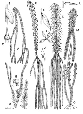 APII jpeg image of Huperzia australiana,<br/>Huperzia marsupiiformis,<br/>Huperzia varia,<br/>Huperzia phlegmaria,<br/>Huperzia phlegmarioides,<br/>Huperzia squarrosa  © contact APII