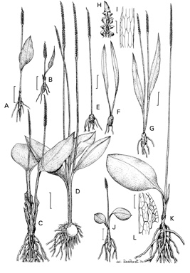 APII jpeg image of Ophioglossum reticulatum,<br/>Ophioglossum polyphyllum,<br/>Ophioglossum lusitanicum,<br/>Ophioglossum costatum,<br/>Ophioglossum gramineum  © contact APII
