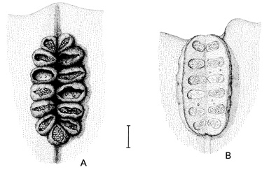 APII jpeg image of Ptisana oreades,<br/>Angiopteris evecta  © contact APII