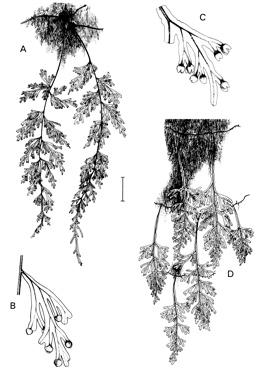 APII jpeg image of Hymenophyllum flabellatum,<br/>Hymenophyllum australe  © contact APII