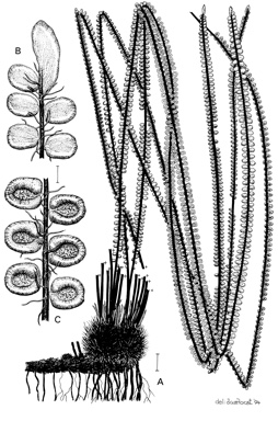 APII jpeg image of Platyzoma microphyllum  © contact APII