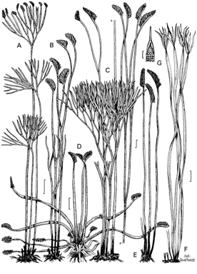 APII jpeg image of Schizaea dichotoma,<br/>Schizaea bifida,<br/>Schizaea rupestris,<br/>Schizaea fistulosa,<br/>Actinostachys digitata  © contact APII