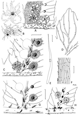 APII jpeg image of Cyathea felina,<br/>Cyathea cooperi,<br/>Cyathea celebica,<br/>Cyathea leichhardtiana  © contact APII