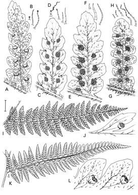 APII jpeg image of Hypolepis rugosula,<br/>Hypolepis glandulifera,<br/>Hypolepis tenuifolia,<br/>Dennstaedtia davallioides,<br/>Microlepia speluncae,<br/>Hypolepis muelleri  © contact APII