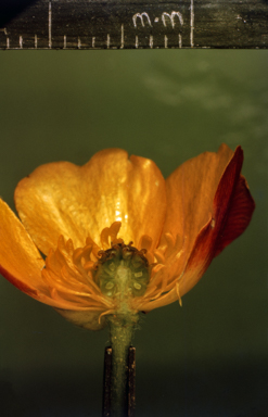 APII jpeg image of Ranunculus graniticola  © contact APII