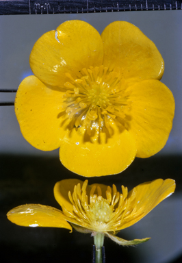 APII jpeg image of Ranunculus lappaceus  © contact APII