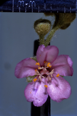APII jpeg image of Drosera  © contact APII
