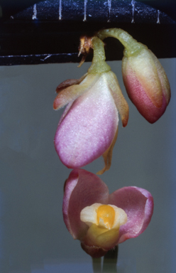 APII jpeg image of Comesperma  © contact APII