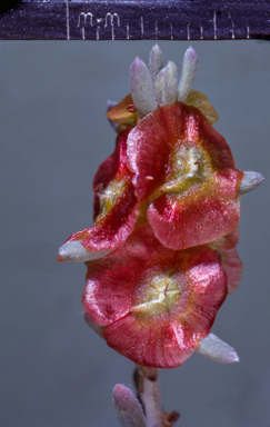 APII jpeg image of Maireana  © contact APII