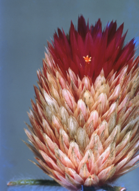 APII jpeg image of Ptilotus  © contact APII