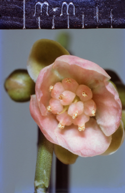 APII jpeg image of Hibbertia juncea  © contact APII