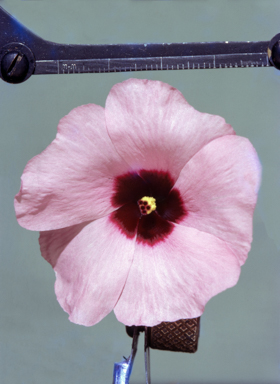 APII jpeg image of Hibiscus brachychlaenus  © contact APII