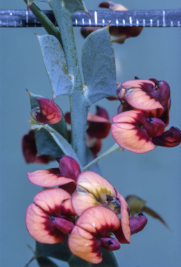 APII jpeg image of Daviesia quadrilatera  © contact APII