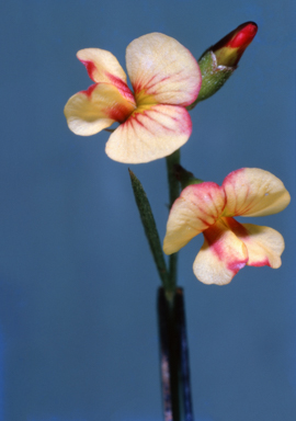 APII jpeg image of Chorizema parviflorum  © contact APII