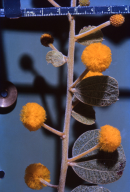 APII jpeg image of Acacia retivenea  © contact APII