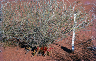 APII jpeg image of Leptosema chambersii  © contact APII