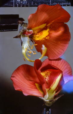 APII jpeg image of Swainsona procumbens  © contact APII