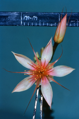 APII jpeg image of Calytrix longiflora  © contact APII