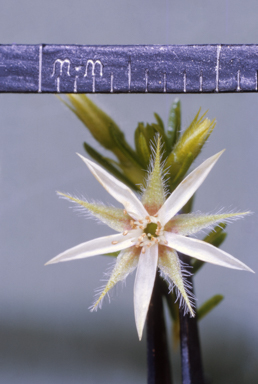 APII jpeg image of Calytrix brownii  © contact APII