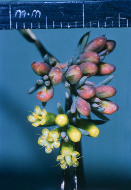 APII jpeg image of Homoranthus  © contact APII