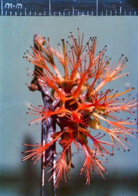 APII jpeg image of Asteromyrtus symphyocarpa  © contact APII