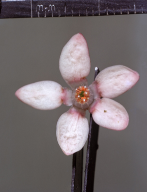 APII jpeg image of Philotheca myoporoides subsp. myoporoides  © contact APII