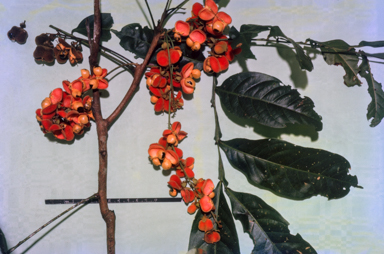 APII jpeg image of Boronia obovata  © contact APII