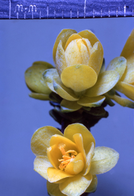 APII jpeg image of Geleznowia verrucosa  © contact APII