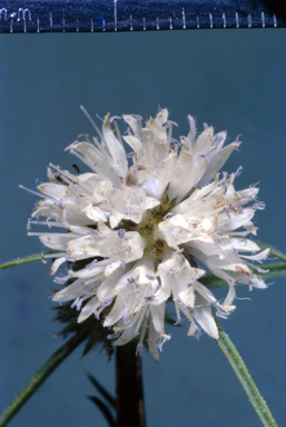 APII jpeg image of Spermacoce  © contact APII