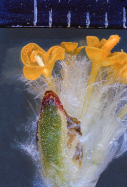 APII jpeg image of Goodenia collaris  © contact APII